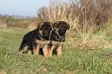 BERGER ALLEMAND 577